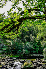 Les Brenets, le lac des Brenets, Felsen, Felswände, Doubs, Fluss, Le Locle, Ausflug, le Saut-du-Doubs, Jura, Juramassiv, Wald, Wanderweg, Sommer, Kanton Neuenburg, Schweiz, Frankreich