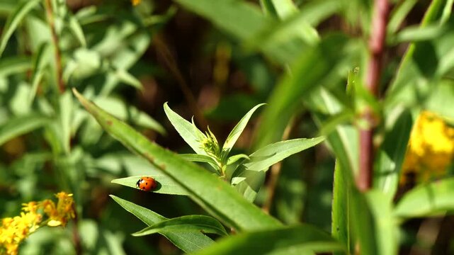 wildflowers and ladybug
