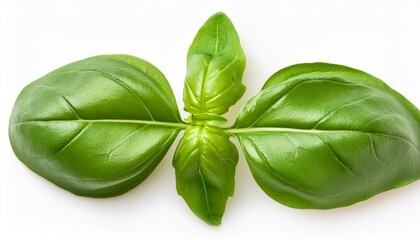 Fototapeta premium Organic Basil leaves and ruccola herb isolated on white background. Herbs Pattern. Flat lay, top view. Food ingredient concept