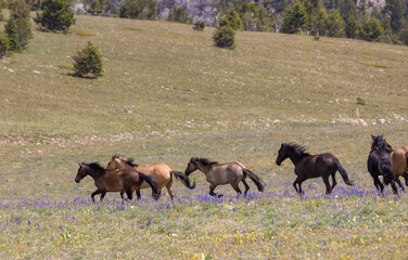 Wild Horses in Summer in the Pryor Mountains Montana