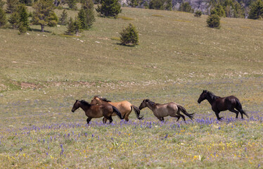 Wild Horses in Summer in the Pryor Mountains Montana