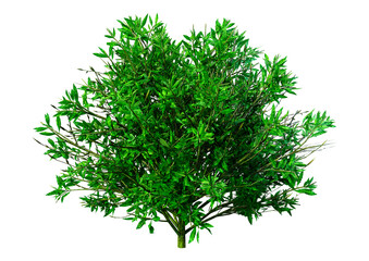 3D Rendering Azalea Plant on White