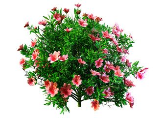 3D Rendering Azalea Flowers on White