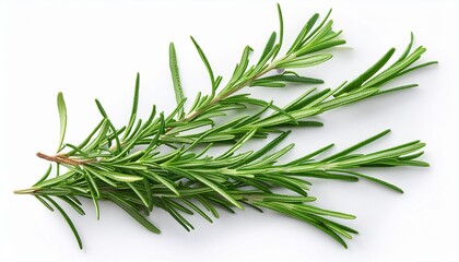 Fototapeta premium Rosemary isolated. Rosemary on white background. Top view rosmary twig Flat lay.