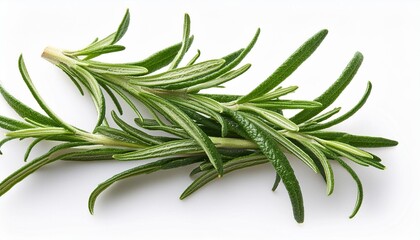 Fototapeta premium Rosemary organic herb isolated on the white background, macro. Flat lay