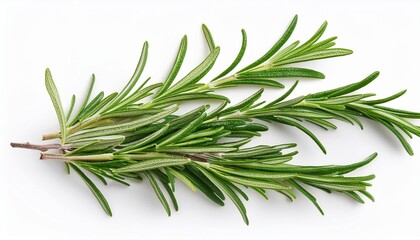 Fototapeta premium Rosemary organic herb isolated on the white background, macro. Flat lay