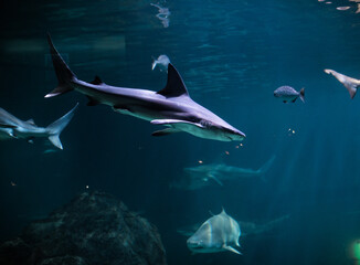 Obraz premium Tiger shark in sea water. Big shark in deep blue water. Aquarium in New-Jersey