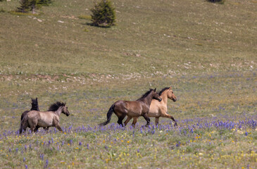 Wild Horses in Summer in the Pryor Mountains Montana