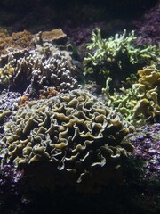 La Rochelle, August 2024: Visit to one of Europe's largest aquariums (aquarium, fish, shark, coral, medusa, etc.).