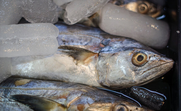 Indo-Pacific king mackerel (Scomberomorus guttatus), also known as the spotted seer fish or spotted Spanish mackerel, is chilled with ice to keep it fresh for sale in the market.