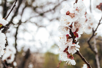 A close up of a branch with white flowers