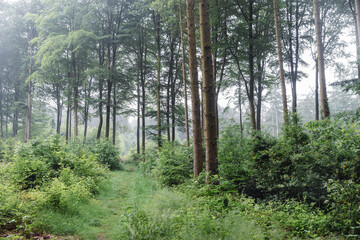Fototapeta premium morning in the forest