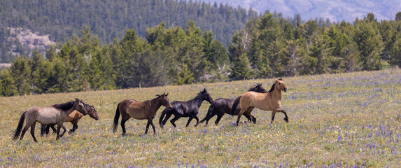 Wild Horses in Summer in the Pryor Mountains Montana