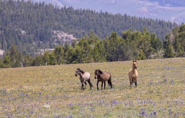 Wild Horses in Summer in the Pryor Mountains Montana