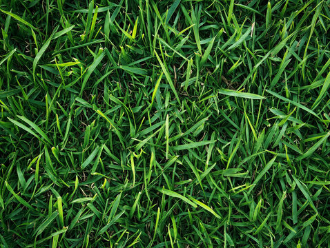 Sfondo texture di erba in un prato