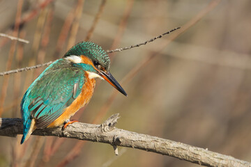 Martin pescatore (Alcedo atthis)