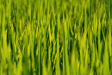 夏の田んぼの稲