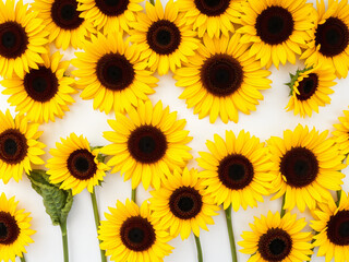 Fototapeta premium Yellow Sunflowers on White Background Bright yellow sunflowers displayed on a white background, emphasizing their large petals and vibrant color.