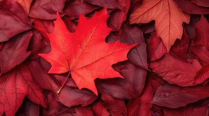 A closeup of a vibrant red maple leaf, edges crisp and detailed, lying on a bed of freshly fallen autumn leaves, Fall, crisp leaves