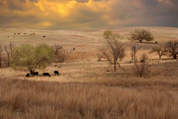 A cattle ranch  with black angus cattle and a windmill in the Oklahome panhandle.