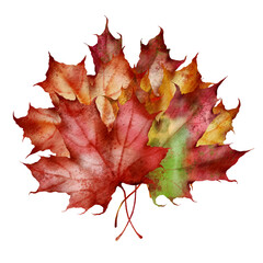 Watercolor autumn illustration - Fall leaves bouquet, composition, maple. PNG