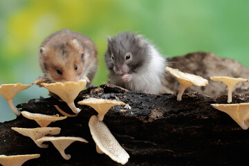 Two Campbell dwarf hamsters hunt for termites on a rotting tree trunk covered in fungus. This...