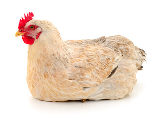 white hen isolated.