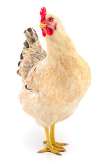Brown hen isolated.