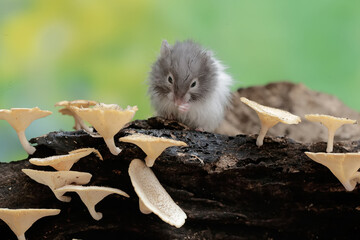 A Campbell dwarf hamster hunts for termites on a rotting tree trunk covered in fungus. This rodent...