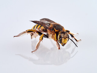 European wool carder bee in a white background. Genus Anthidium. 
