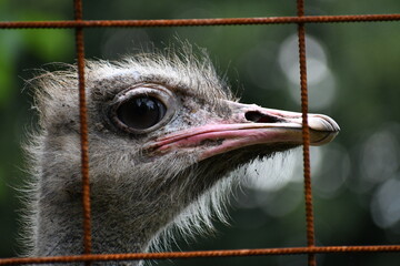 Portrait of a young ostrich where only the head can be seen 