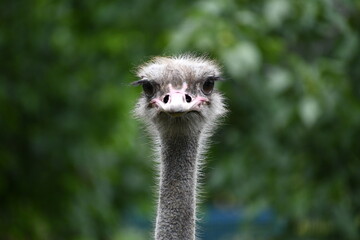 Portrait of a young ostrich where only the head can be seen 
