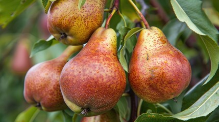 Ripe pears clustered on branch of outdoor pear tree
