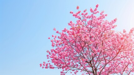 Pink Japanese Sakura Tree in Full Bloom with Clear Sky Background Closeup Shot with Space for Text Horizontal Image