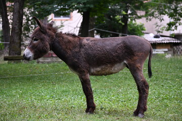 Donkey stands on a green meadow and looks in front of him