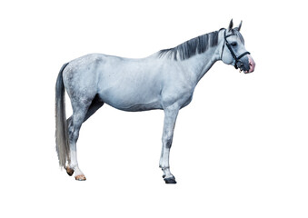horse isolated 