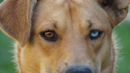 dog with different color eyes. young brown puppy. portrait of a dog