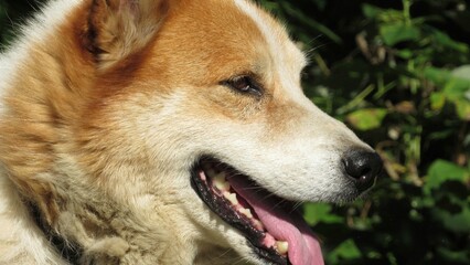 portrait of a red dog on a blurred background