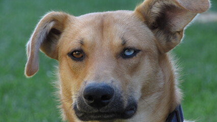 dog with different color eyes. young brown puppy. portrait of a dog