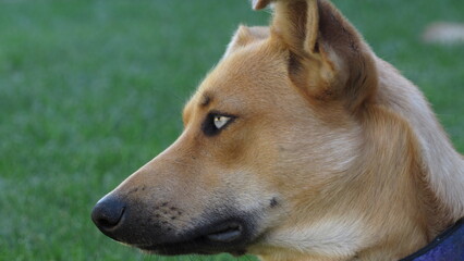portrait of a red dog on a blurred background