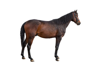 Obraz premium horse isolated 
