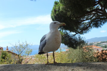 Wild bird staring at the camera