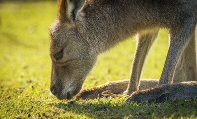 Kangaroo in Morning Sun