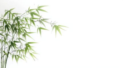 Naklejka premium Bamboo Serenity, an elegant depiction of a tranquil bamboo forest rendered in traditional Chinese ink brush style, featuring delicate strokes on a pristine white backdrop.