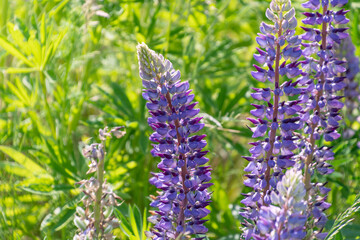Lupinus perennis, wild perennial lupine