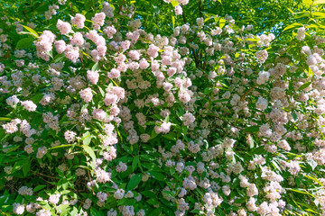 Beautiful white Deutzia flowers.