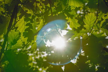Sun glare among green oak leaves.
