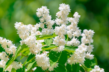Beautiful white Deutzia flowers.
