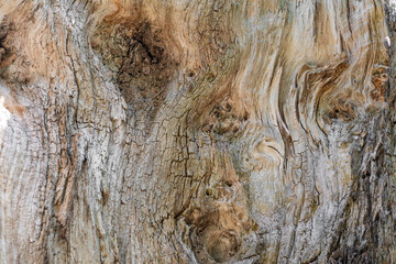 An old narrow cracked tree. Wooden background.