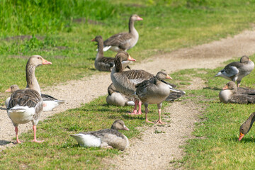 Gray geese with goslings.